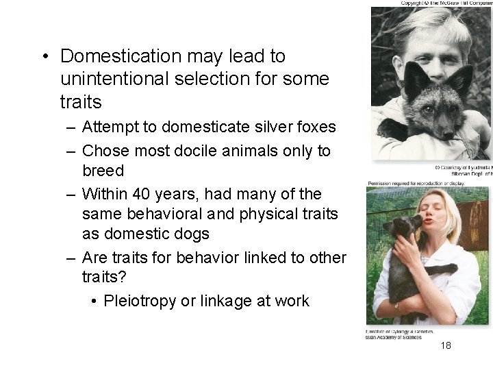  • Domestication may lead to unintentional selection for some traits – Attempt to