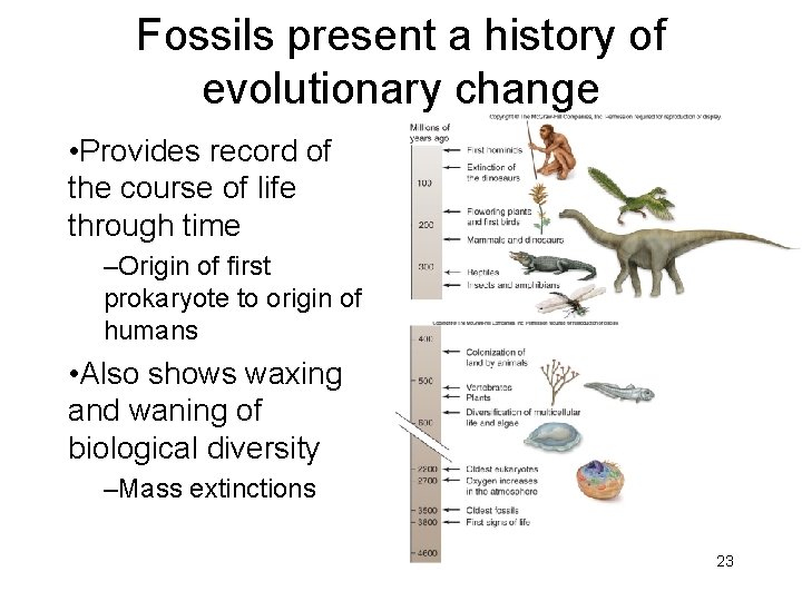 Fossils present a history of evolutionary change • Provides record of the course of