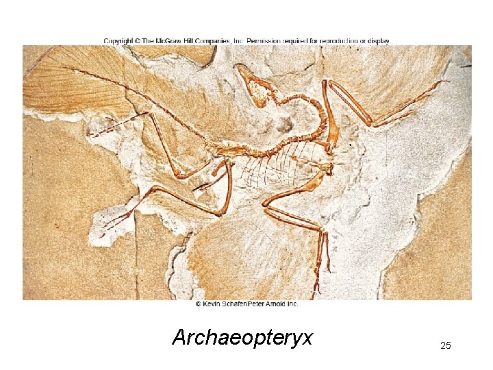 Archaeopteryx 25 