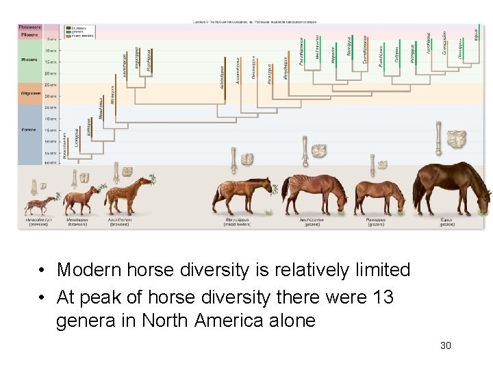  • Modern horse diversity is relatively limited • At peak of horse diversity