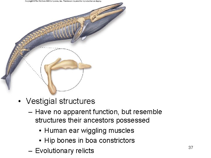  • Vestigial structures – Have no apparent function, but resemble structures their ancestors