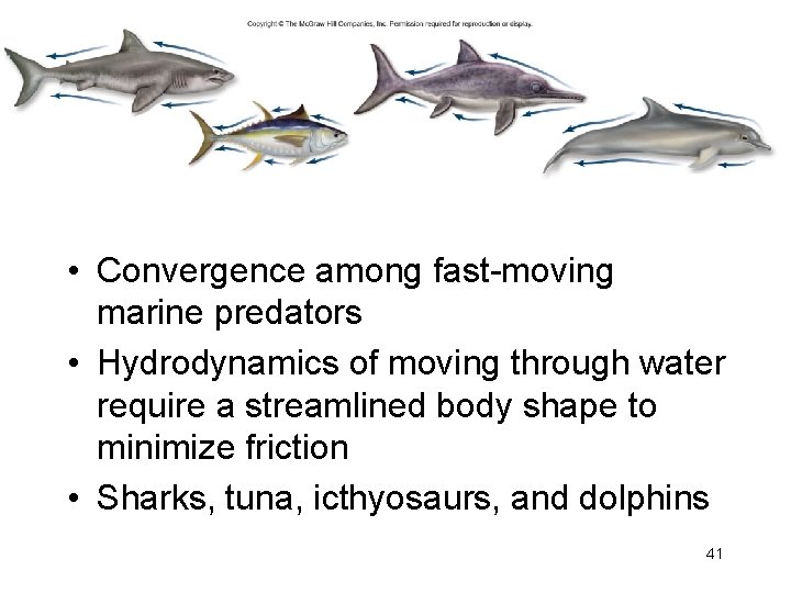 • Convergence among fast-moving marine predators • Hydrodynamics of moving through water require
