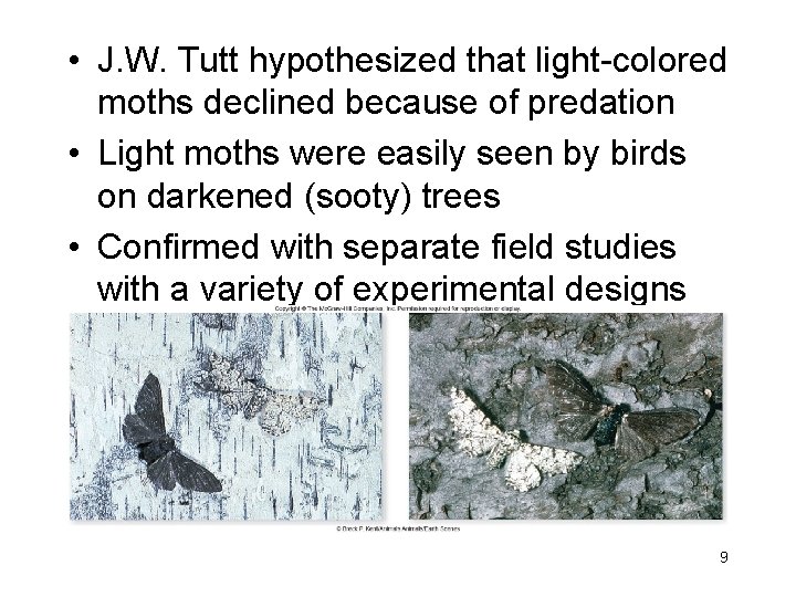  • J. W. Tutt hypothesized that light-colored moths declined because of predation •