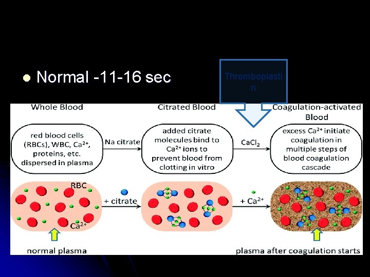 l Normal -11 -16 sec Thromboplasti n 