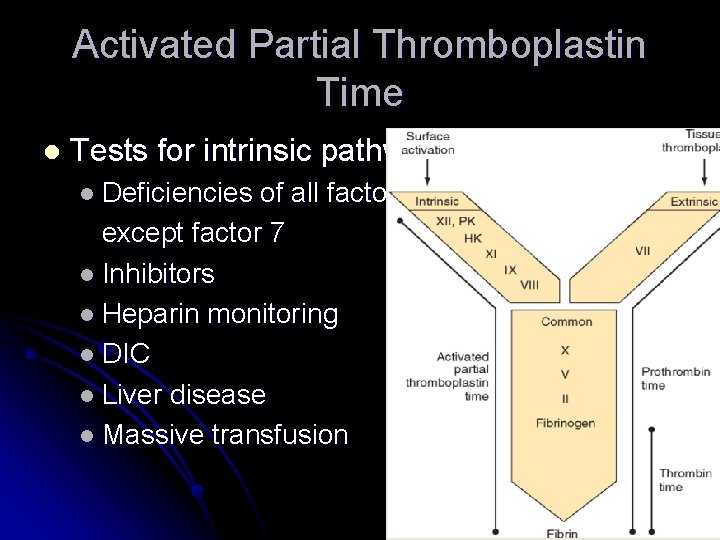 Activated Partial Thromboplastin Time l Tests for intrinsic pathway l Deficiencies of all factors