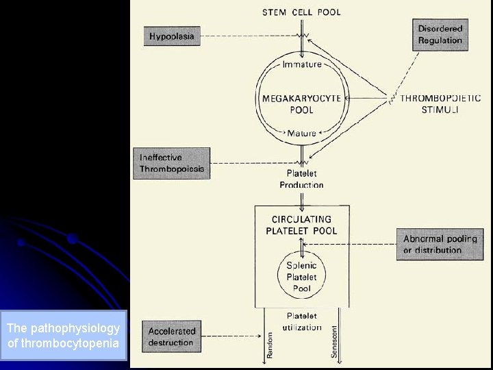 The pathophysiology of thrombocytopenia 