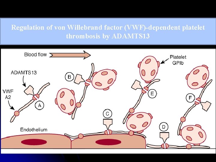 Regulation of von Willebrand factor (VWF)-dependent platelet thrombosis by ADAMTS 13 