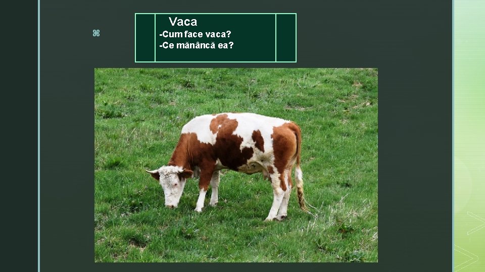 z Vaca -Cum face vaca? -Ce mănâncă ea? 