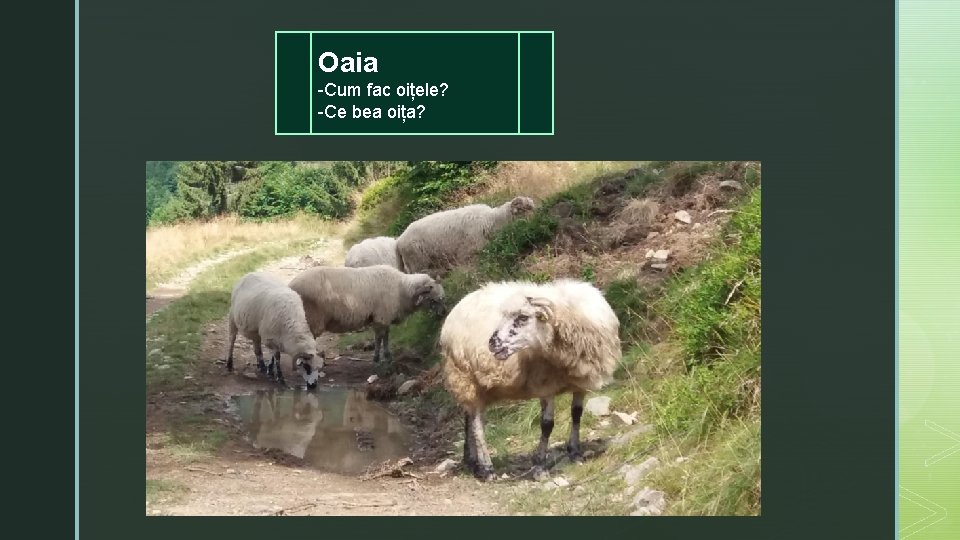 Oaia -Cum fac oițele? -Ce bea oița? 