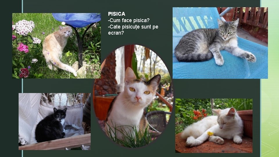 PISICA -Cum face pisica? -Cate pisicuțe sunt pe ecran? 