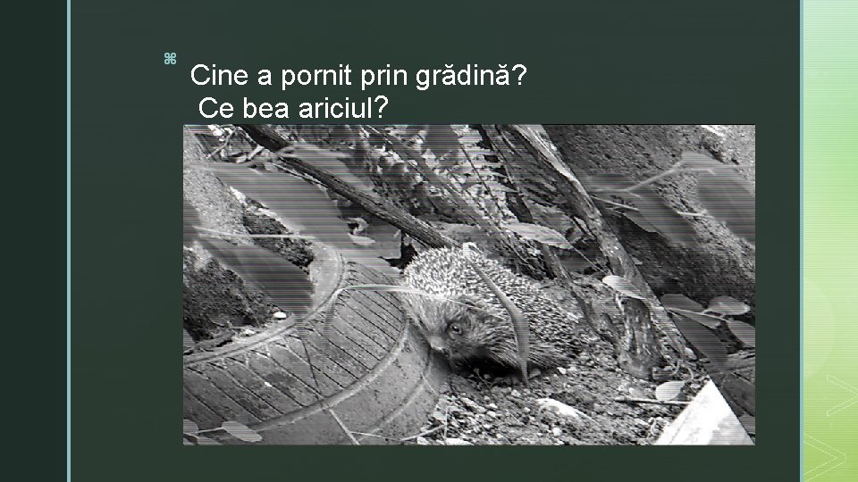 z Cine a pornit prin grădină? Ce bea ariciul? 