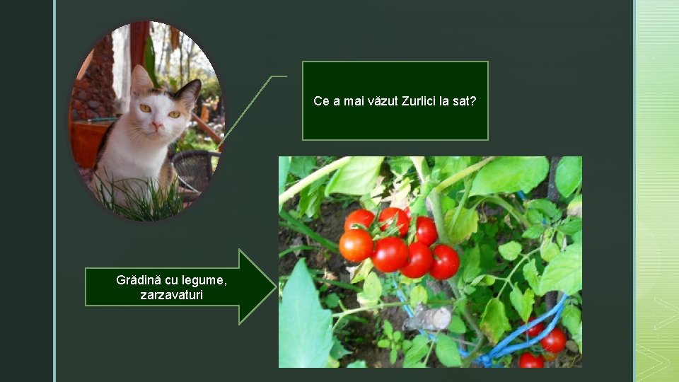 Ce a mai văzut Zurlici la sat? Grădină cu legume, zarzavaturi 