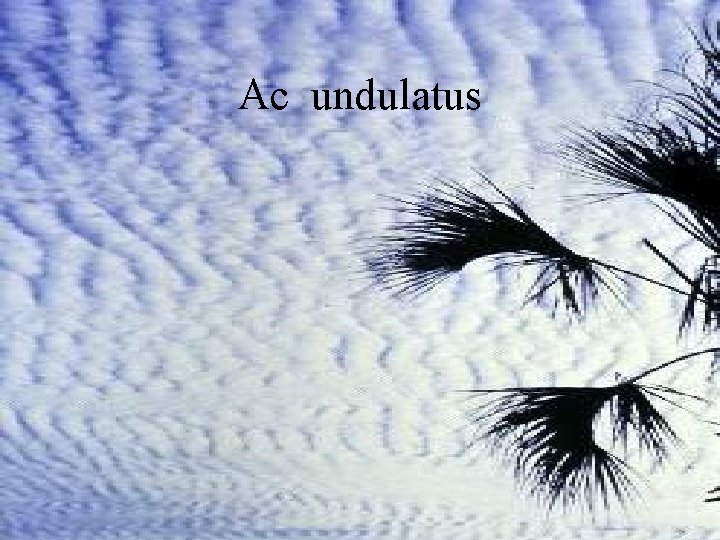Ac undulatus 