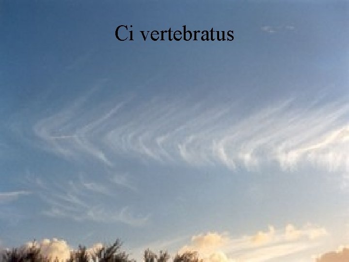 Ci vertebratus 