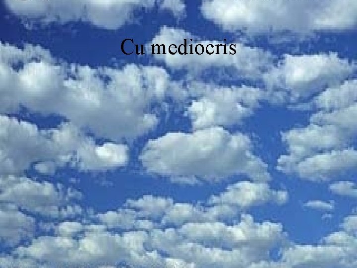 Cu mediocris 