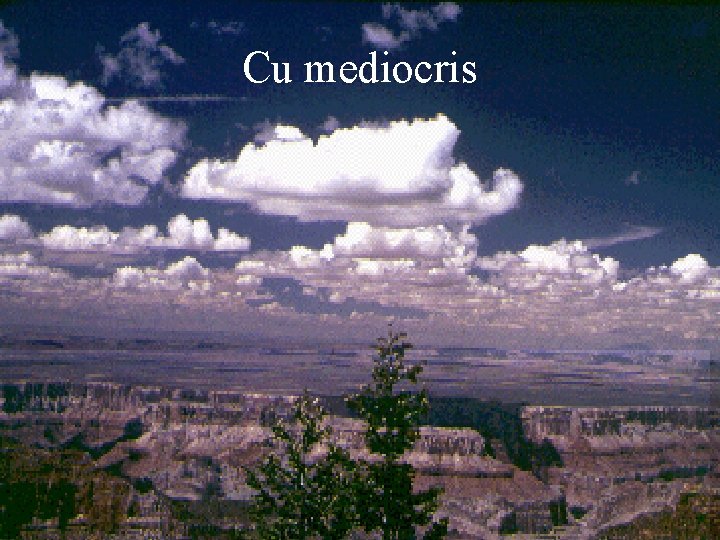 Cu mediocris 