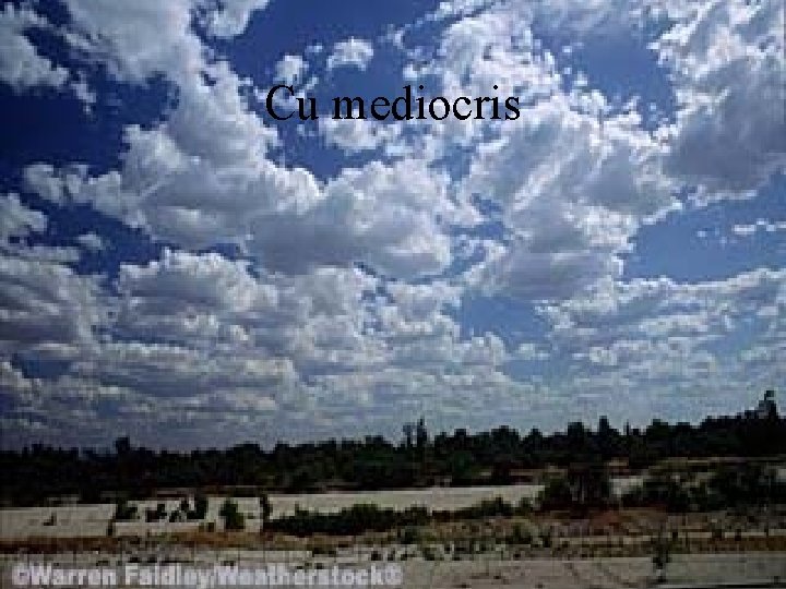 Cu mediocris 
