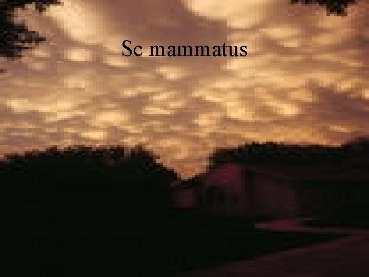 Sc mammatus 