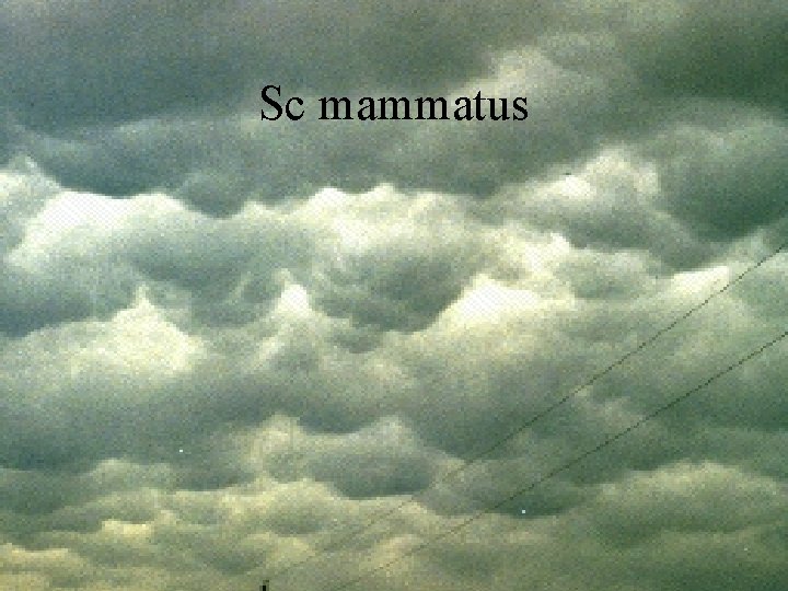 Sc mammatus 