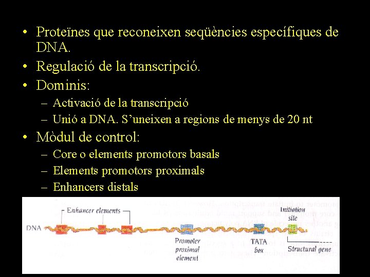  • Proteïnes que reconeixen seqüències específiques de DNA. • Regulació de la transcripció.