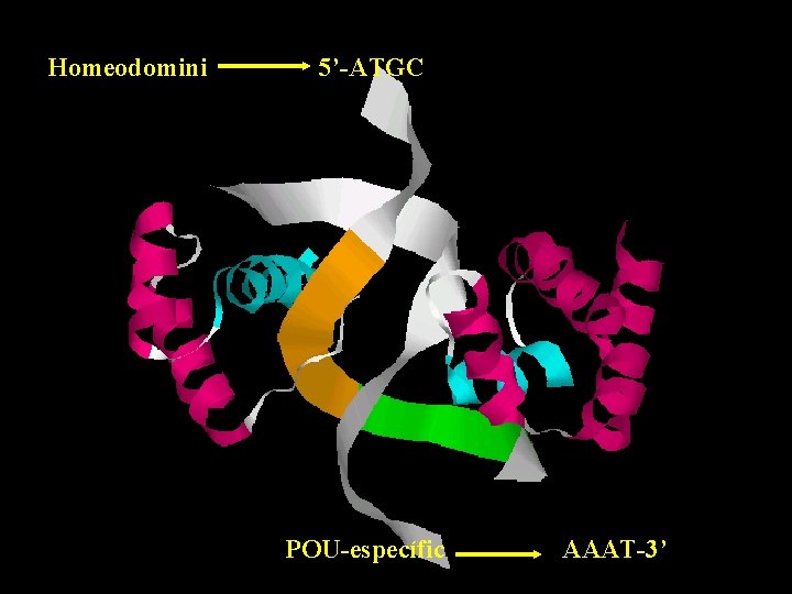 Homeodomini 5’-ATGC POU-específic AAAT-3’ 