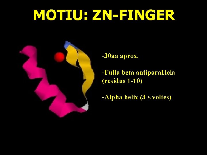 MOTIU: ZN-FINGER -30 aa aprox. -Fulla beta antiparal. lela (residus 1 -10) -Alpha helix