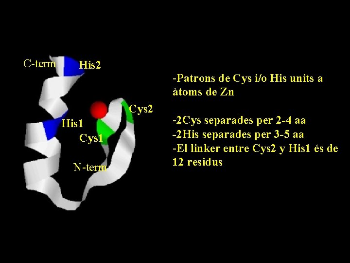 C-term His 2 -Patrons de Cys i/o His units a àtoms de Zn Cys