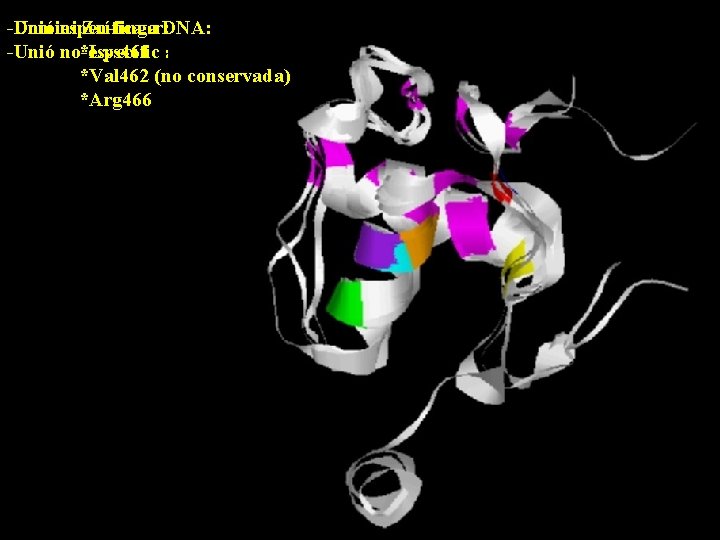 -Unió específica a DNA: -Domini Zn-finger: 4 Cys conservades *Lys 461 -Unió no-específic a