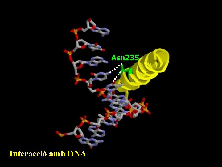 Asn 235 Interacció amb DNA 