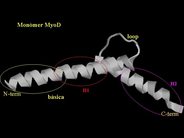 Monòmer Myo. D loop H 2 N-term H 1 bàsica C-term 