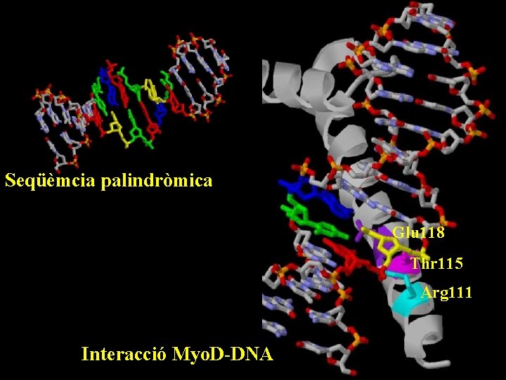 Seqüèmcia palindròmica Glu 118 Thr 115 Arg 111 Interacció Myo. D-DNA 