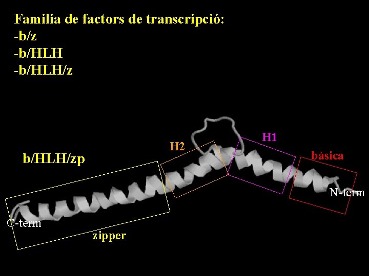 Familia de factors de transcripció: -b/z -b/HLH/z H 2 b/HLH/zp H 1 bàsica N-term