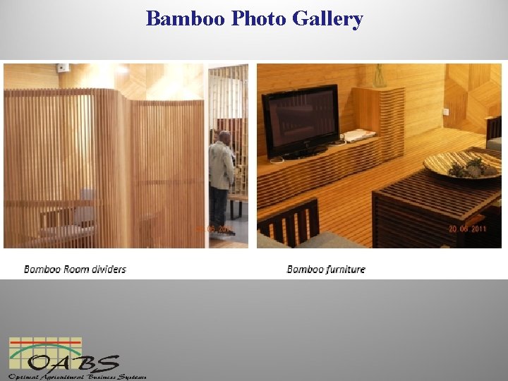 Bamboo Photo Gallery 