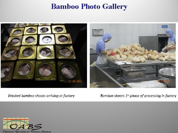 Bamboo Photo Gallery 