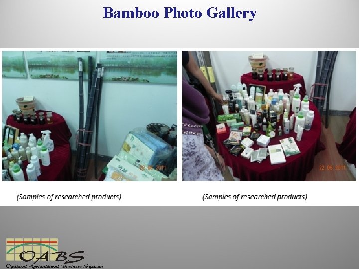 Bamboo Photo Gallery 