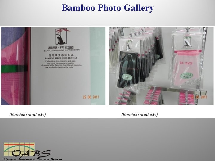 Bamboo Photo Gallery 