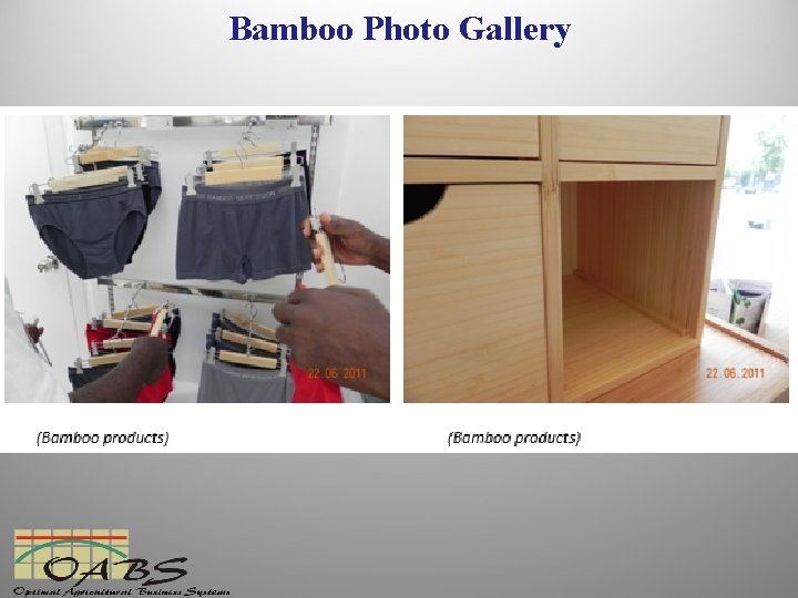 Bamboo Photo Gallery 