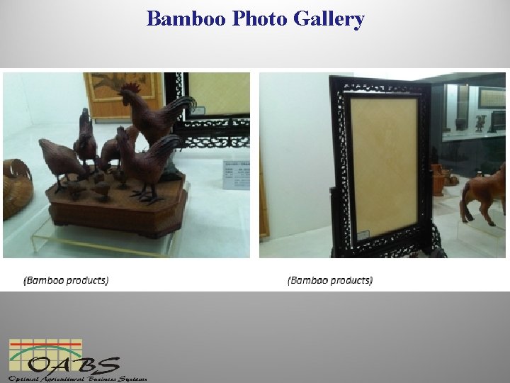 Bamboo Photo Gallery 