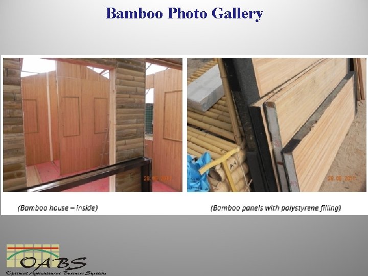 Bamboo Photo Gallery 