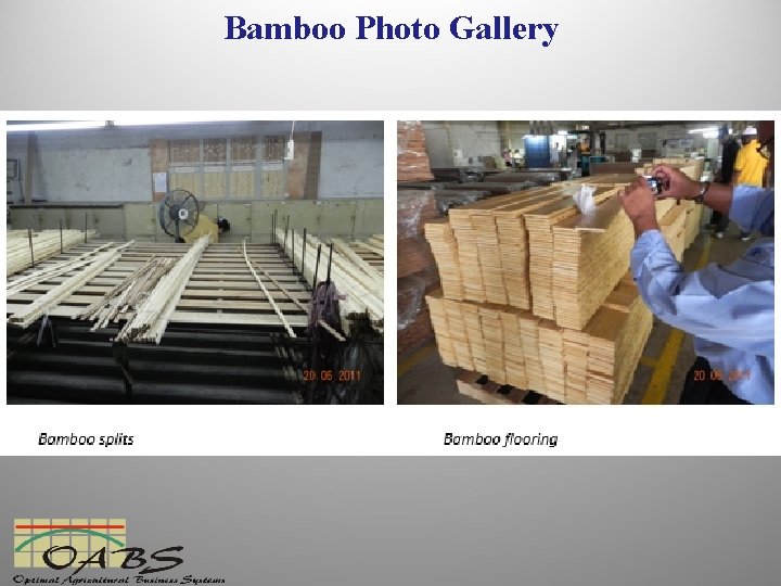 Bamboo Photo Gallery 