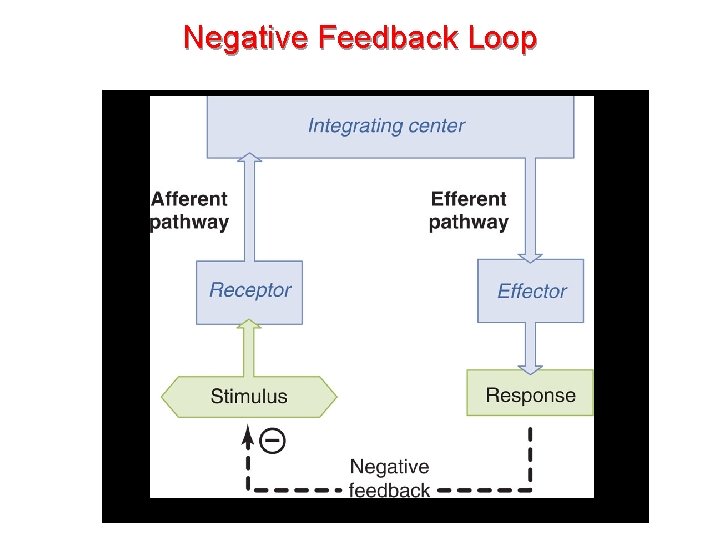 Negative Feedback Loop 