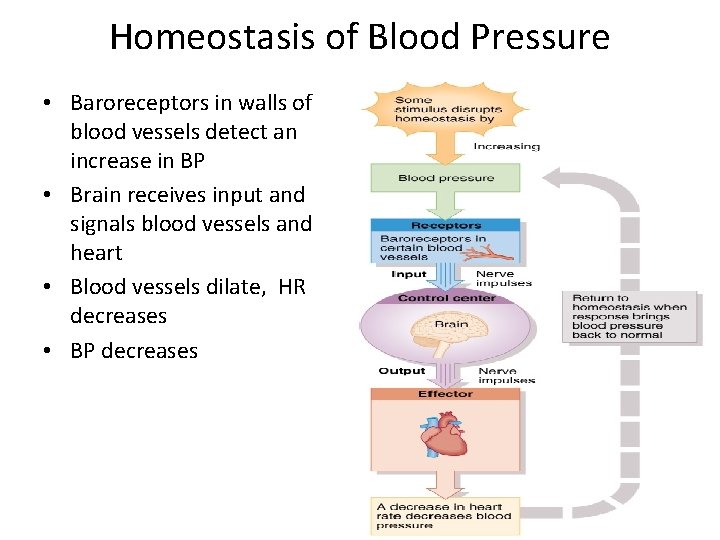 Homeostasis of Blood Pressure • Baroreceptors in walls of blood vessels detect an increase
