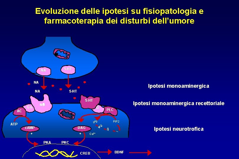 Evoluzione delle ipotesi su fisiopatologia e farmacoterapia dei disturbi dell’umore NA 5 -HT NA