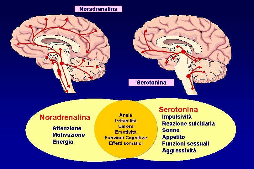 Noradrenalina Serotonina Noradrenalina Attenzione Motivazione Energia Ansia Irritabilità Umore Emotività Funzioni Cognitive Effetti somatici