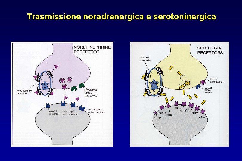Trasmissione noradrenergica e serotoninergica 