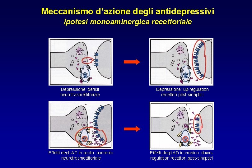 Meccanismo d’azione degli antidepressivi Ipotesi monoaminergica recettoriale Depressione: deficit neurotrasmettitoriale Depressione: up-regulation recettori post-sinaptici