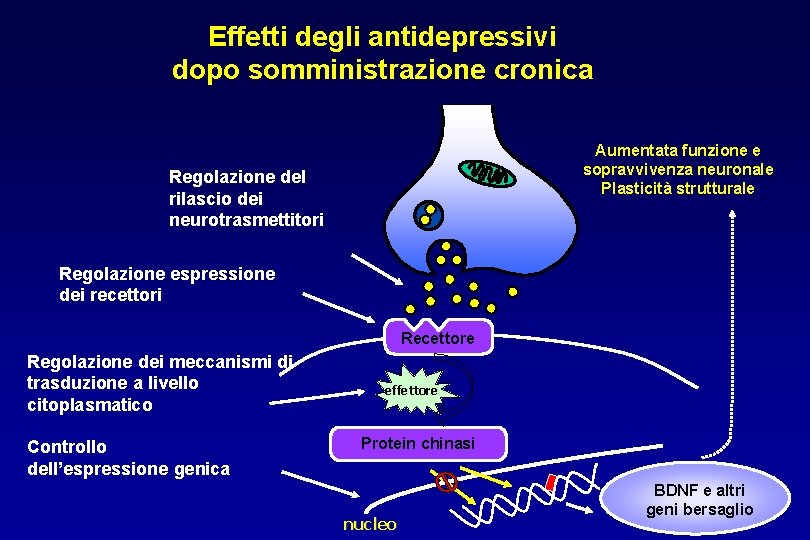 Effetti degli antidepressivi dopo somministrazione cronica Aumentata funzione e sopravvivenza neuronale Plasticità strutturale Regolazione