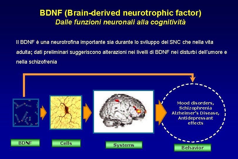 BDNF (Brain-derived neurotrophic factor) Dalle funzioni neuronali alla cognitività Il BDNF è una neurotrofina