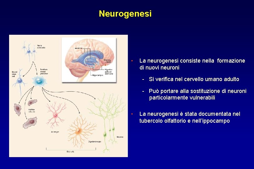 Neurogenesi • La neurogenesi consiste nella formazione di nuovi neuroni - Si verifica nel