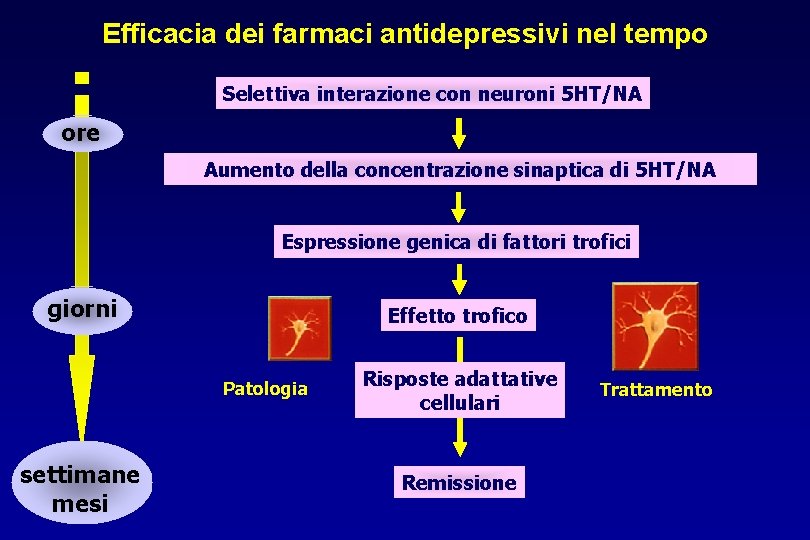 Efficacia dei farmaci antidepressivi nel tempo Selettiva interazione con neuroni 5 HT/NA ore Aumento